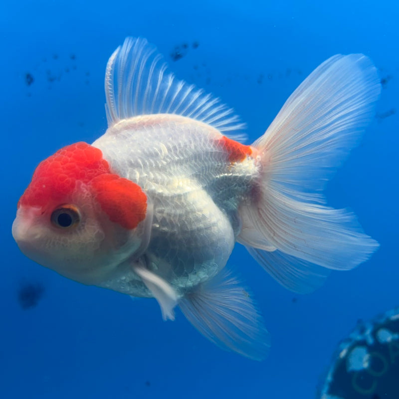 Thai Oranda White Body Red Cap 2.5” Body Male(CK-904)R3B14
