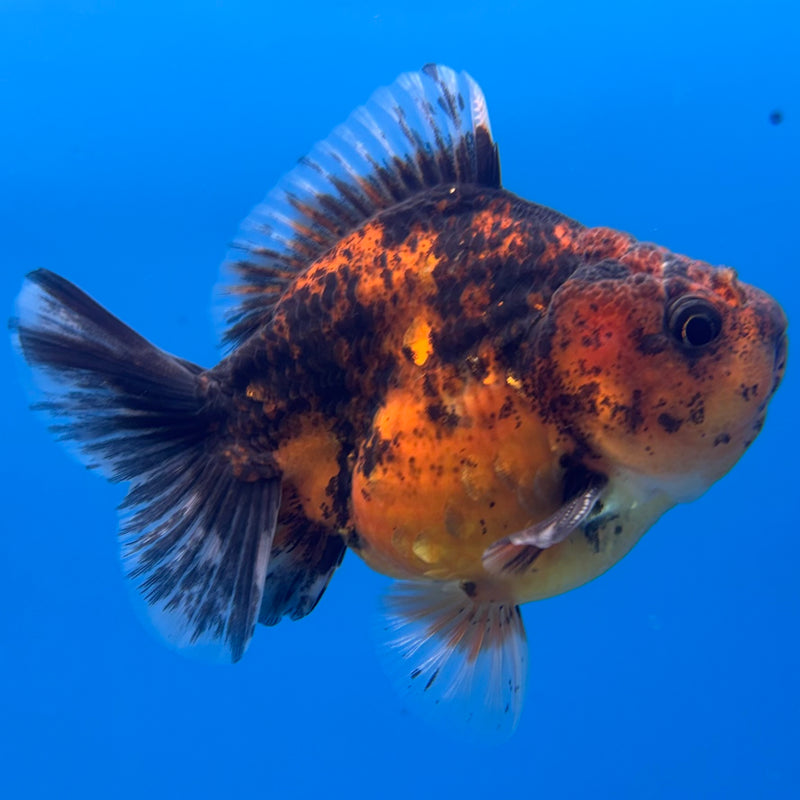 Thai Oranda SHOGUN 3” Body Male(CK-1160)R3A09