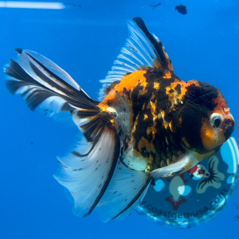 Thai Oranda Tri-Color Calico Tiger 3.5” Body Female(CK-1485)R2B17