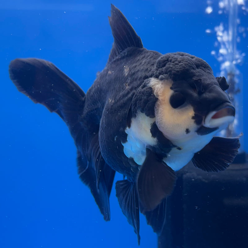Thai Oranda JUMBO Panda 4” Body Female(QGF-CK-1328)BLUETUB1