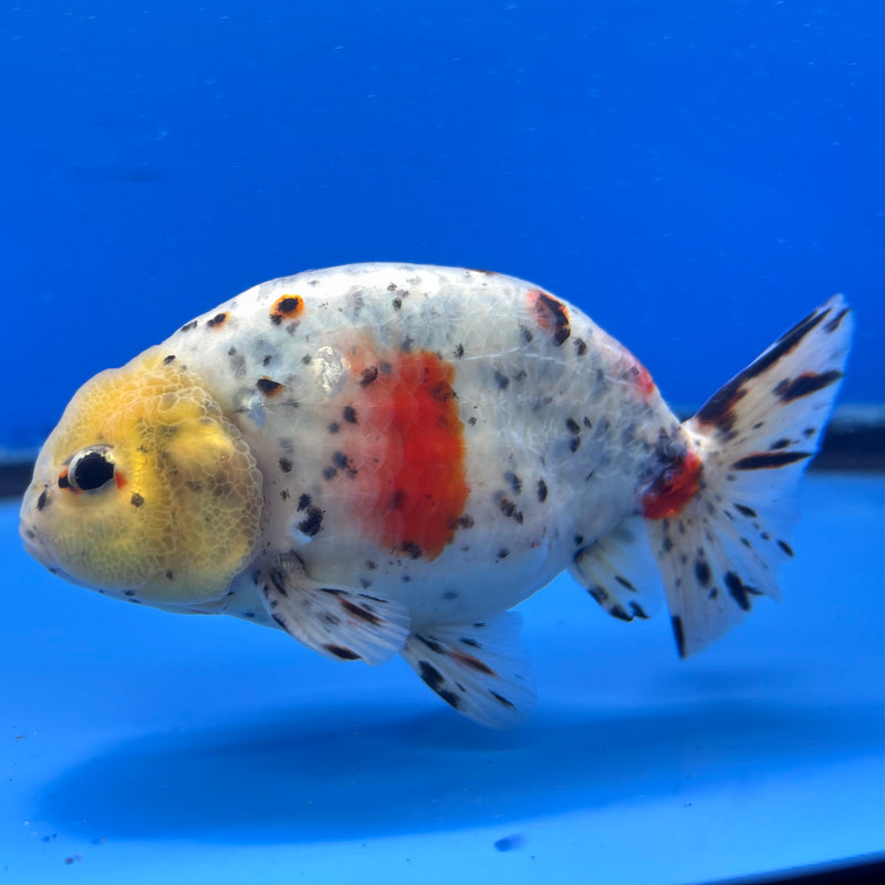 Thai Ranchu Lemon Head Tri-Color Calico 3.5” Body Male(CK-951)R2C03
