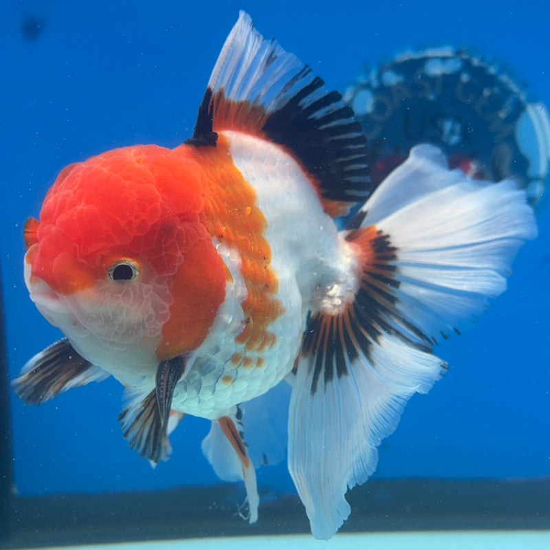 Thai Oranda JUMBO Tri-Color/Apache 4” Body Male(CK-1366)R1B12
