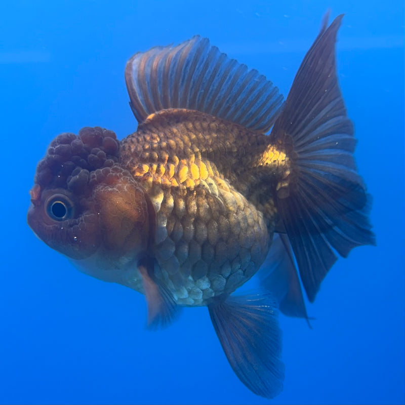 Thai Oranda Full Black/Red Cap 2.5” Body Female(CK-999)R3B20