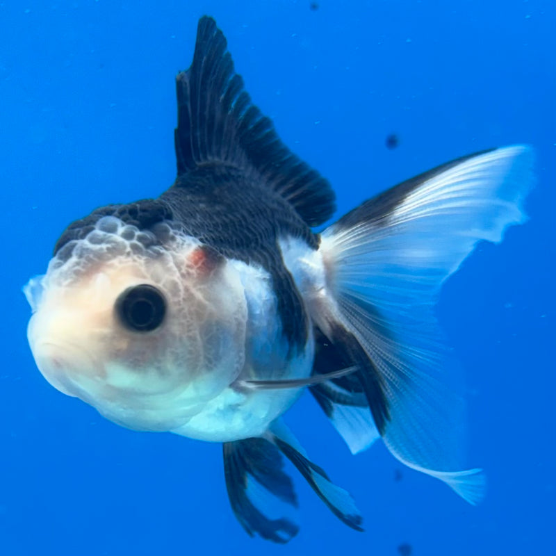 Thai Oranda Panda 2” Body Female(CK-1015)R3B14