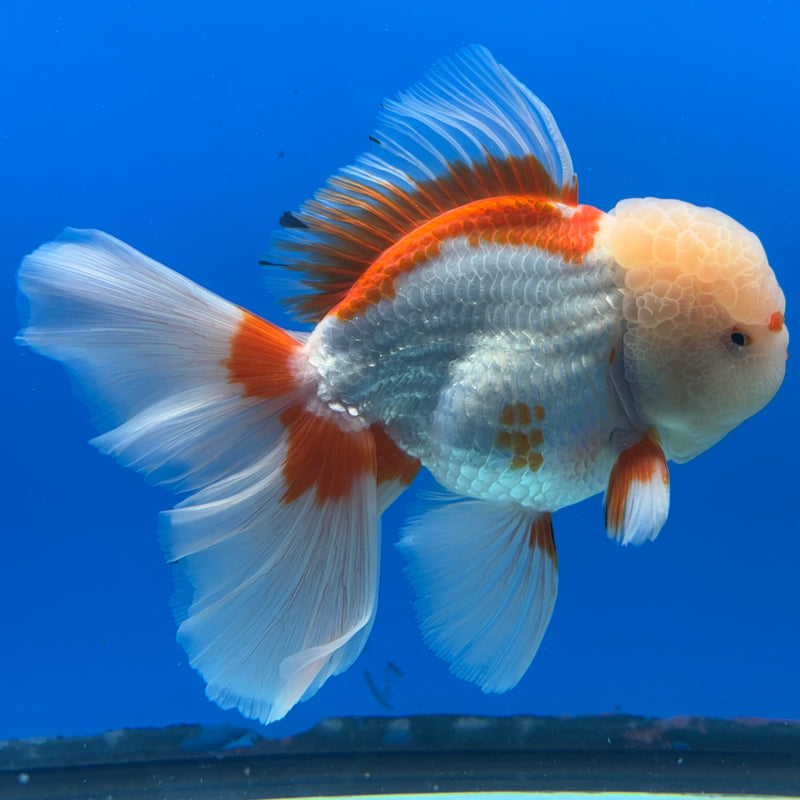 Thai Oranda JUMBO Red/White 4” Body Male(CK-1439)BLUETUB2