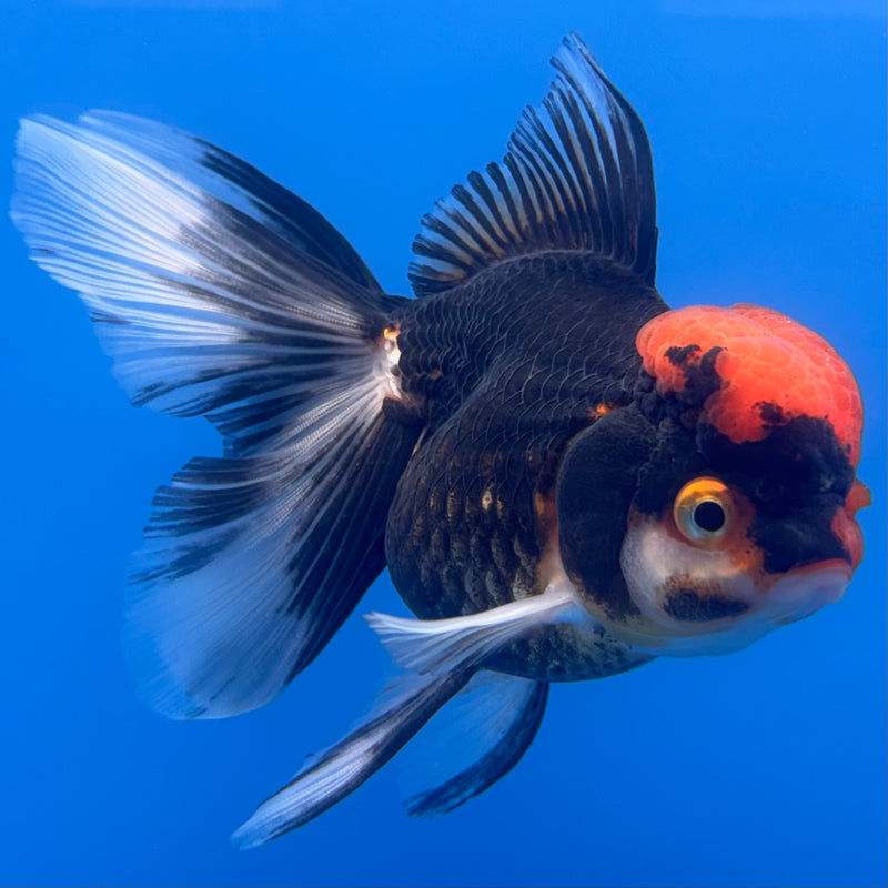 Thai Oranda Apache 3” Body Female(CK-679)R1B10