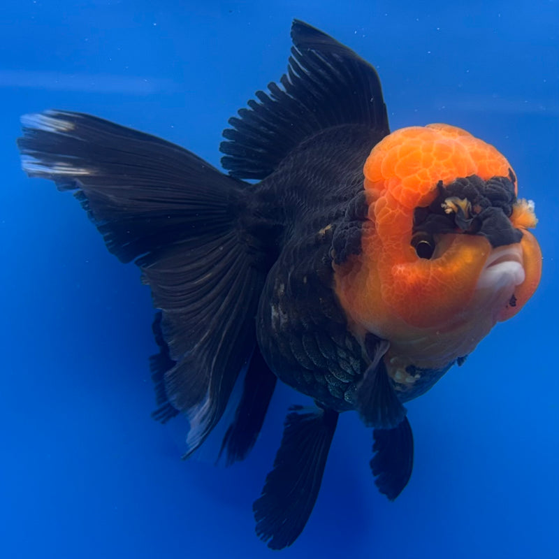 Thai Oranda Apache 3” Body Female(CK-1230)R1B08