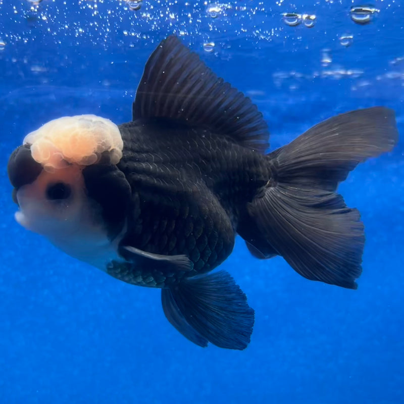 Thai Oranda Panda 3” Body Male(CK-1216)R1A09