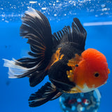 Thai Oranda Apache 3.5” Male(CK-1623)R2A07