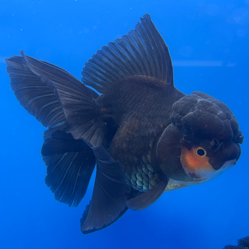 Thai Oranda Apache/Tri-Color 3” Body Female(CK-1232)R1A11