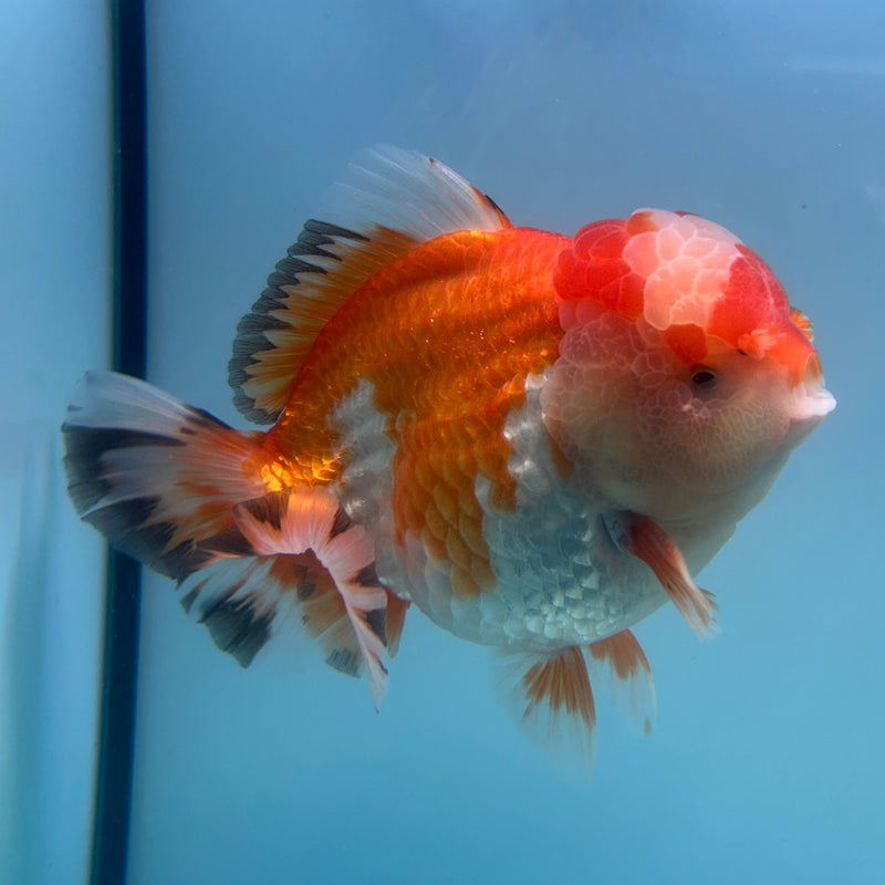 Thai Premium Jumbo Red/White Short Tail Giant Breed 5.00 inch Body Oranda Male (CRP-JO1014)