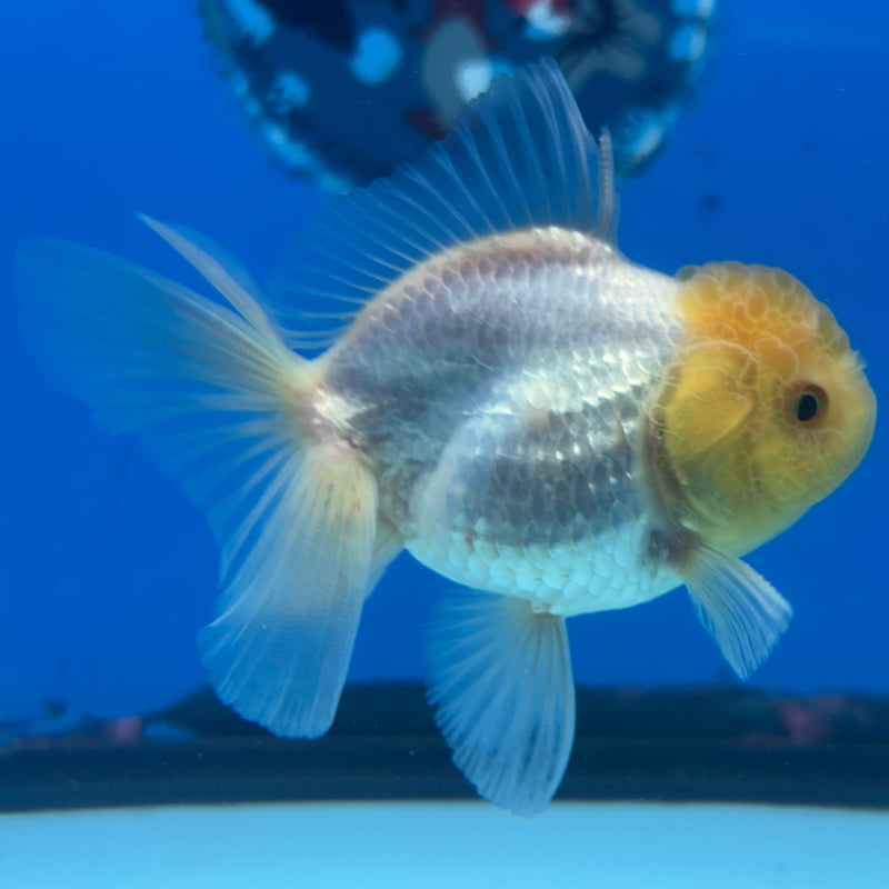 Thai Oranda Lemon Head White 2.5" Male (CK-1526)R3B13