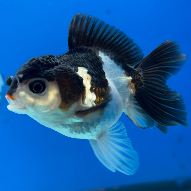 Thai Oranda NOK Panda 2.5” Body Male(NOK-CK-1185)R3B15
