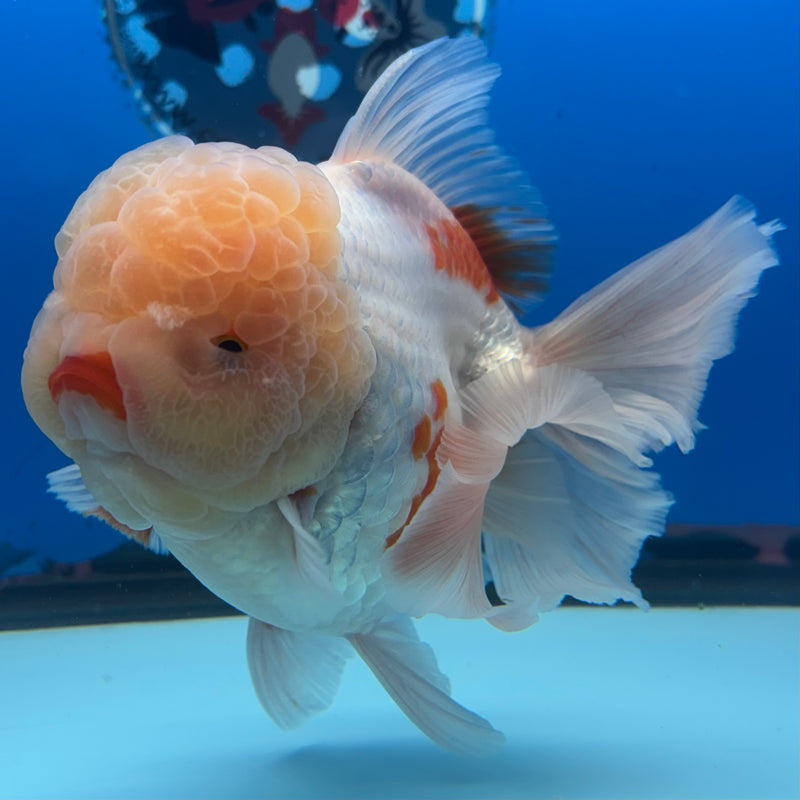 Thai Jumbo Oranda Lemon Head Red/White 4.5” Body Female(CRP-CK-1087)BLUETUB2