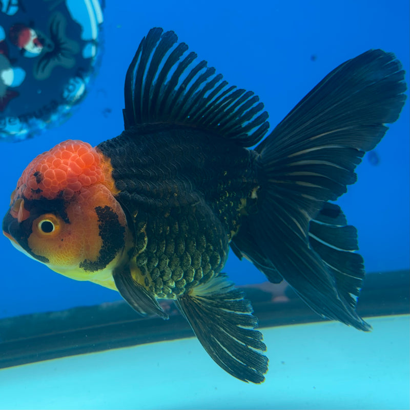 Thai Oranda Apache 3.5” Body Female(CK-918)R1BLUETUB4