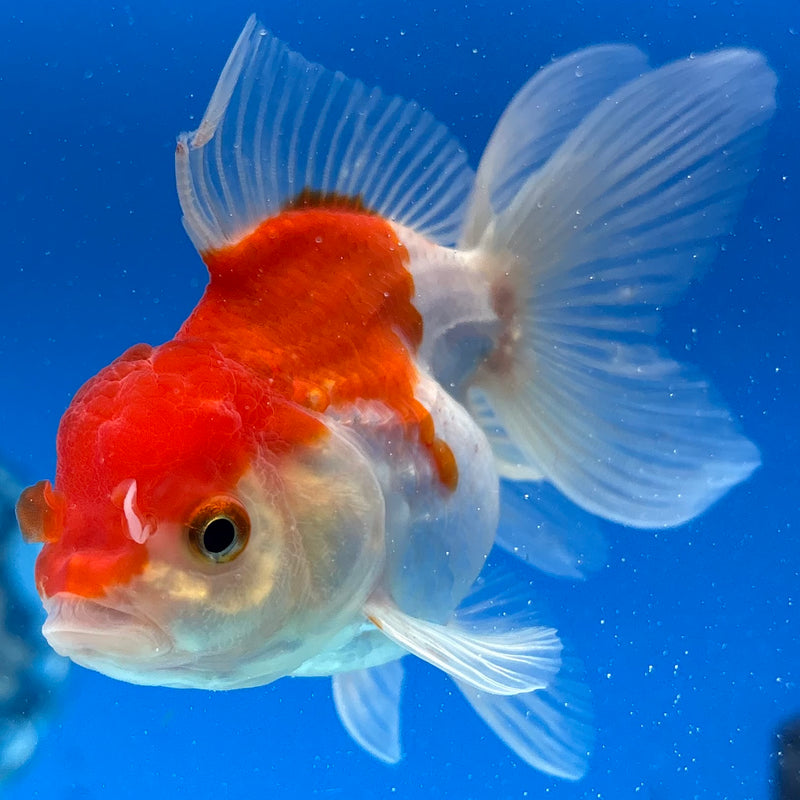 Thai Oranda Red/White 2.5" Female(CK-1549)R3A16