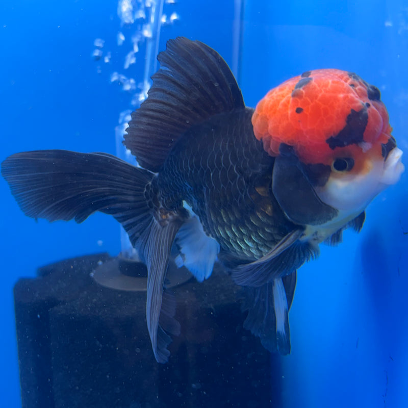 Thai Oranda Tri-Color 3” Body Male(CK-708)R1A05