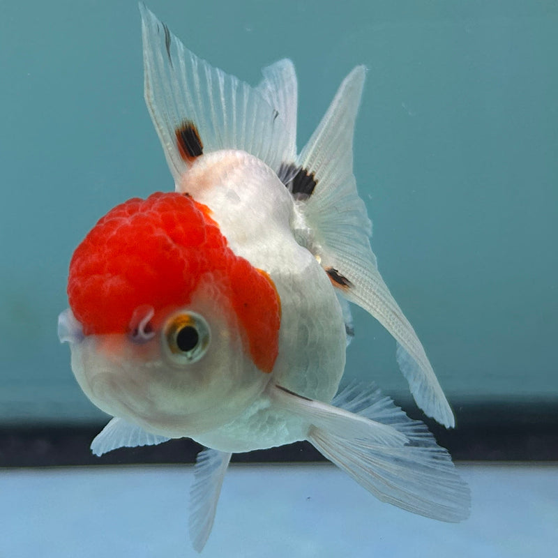 Thai Red-Cap Oranda 2“ Body Female (JCD-128) R4B09