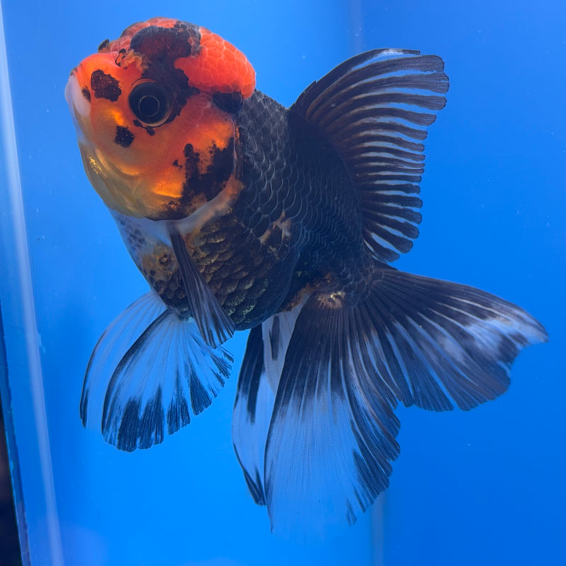 Thai Oranda Apache 3” Body Female(CK-705)R1A05