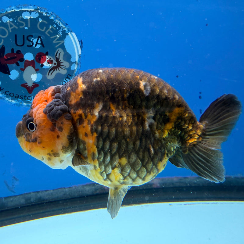 Chinese Ranchu Calico 3.5in Female (FEB-303)R2A05