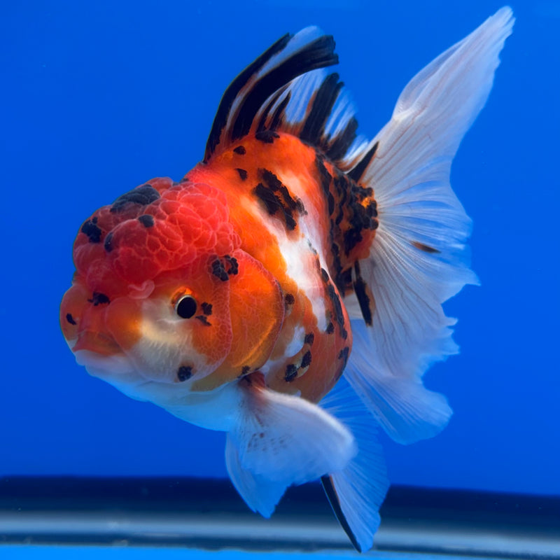 Thai Oranda Tri-Color Calico Tiger 3” Body Male(CK-720)R1A01