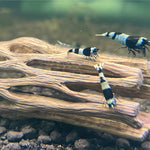 Live Freshwater Aquarium Shrimp Shadow Panda (Caridina)