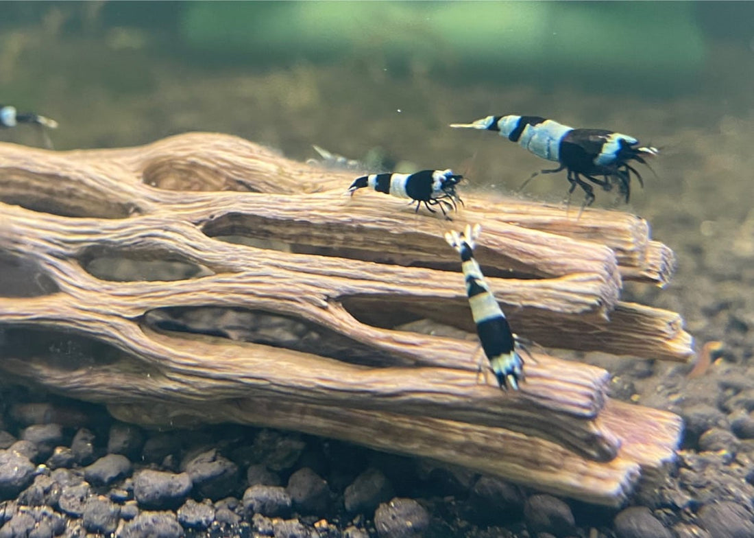 Live Freshwater Aquarium Shrimp Shadow Panda (Caridina)