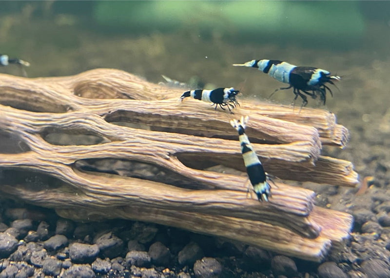 Live Freshwater Aquarium Shrimp Shadow Panda (Caridina)
