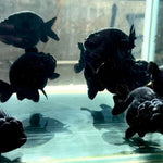 Live Fancy Goldfish Premium Select Our Choice Big Head Thai Lionchu Super Black / Jet Black Grow up to Over 5'' BODY(CGF-069)