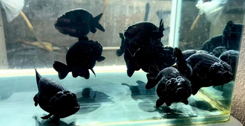 Thai Super Jet Black Ranchu 4.00 inch Body Our Choice (CGF)