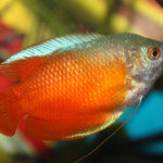 LIVE FRESHWATER TROPICAL FISH BLOOD RED DWARF GOURAMI (Trichogaster Lalius) R13B15