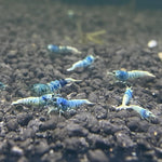 Live Freshwater Aquarium Shrimp Taiwan Bee Blue Bolt A/S Grade (Caridina)