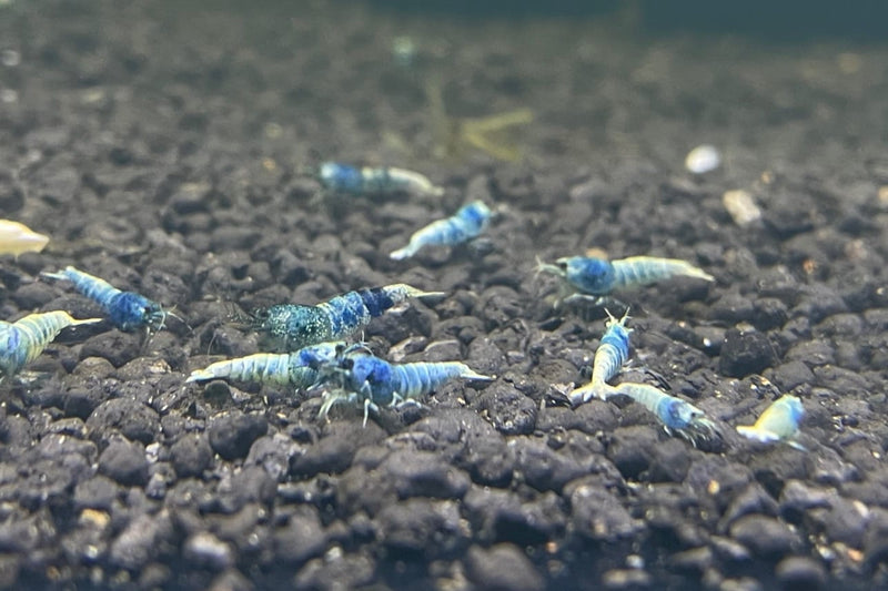 Live Freshwater Aquarium Shrimp Taiwan Bee Blue Bolt A/S Grade (Caridina)