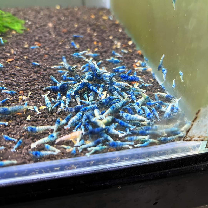 Live Freshwater Aquarium Shrimp Taiwan Bee Blue Bolt A/S Grade (Caridina)