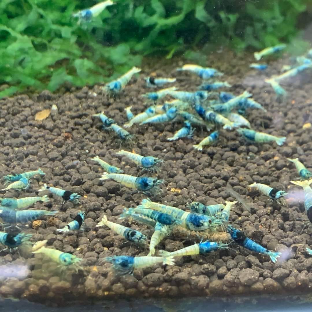 Live Freshwater Aquarium Shrimp Taiwan Bee Blue Bolt A/S Grade (Caridina)