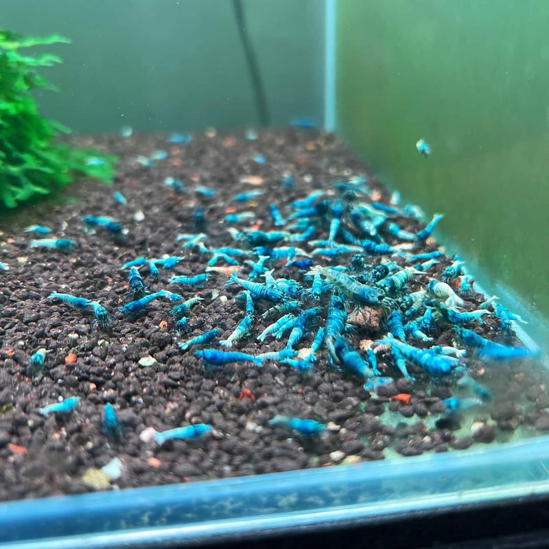 Live Freshwater Aquarium Shrimp Taiwan Bee Blue Bolt A/S Grade (Caridina)