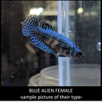 Blue alien Female Betta 