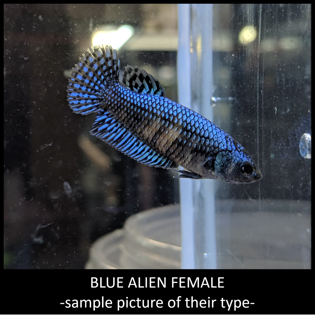Blue alien Female Betta 