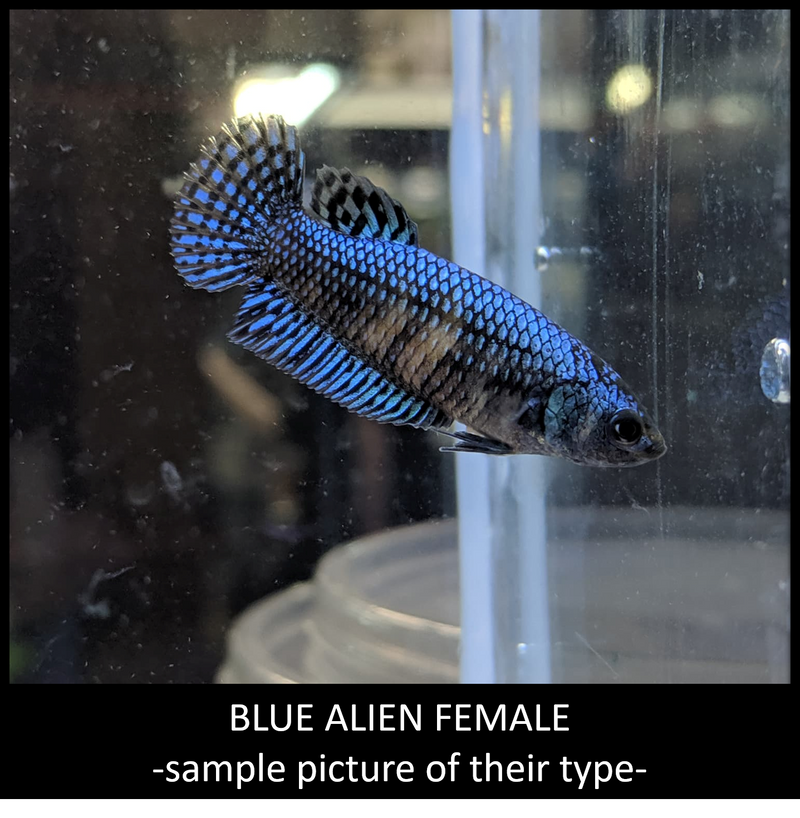 Blue alien Female Betta 