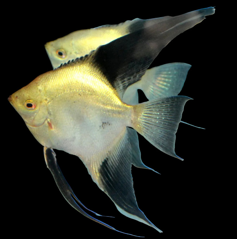 Live Freshwater Aquarium Bulgarian Blue Angelfish Small 1.5"