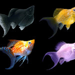 Live Balloon Molly Lyretail (Poecilia sphenops) - 5 PACK