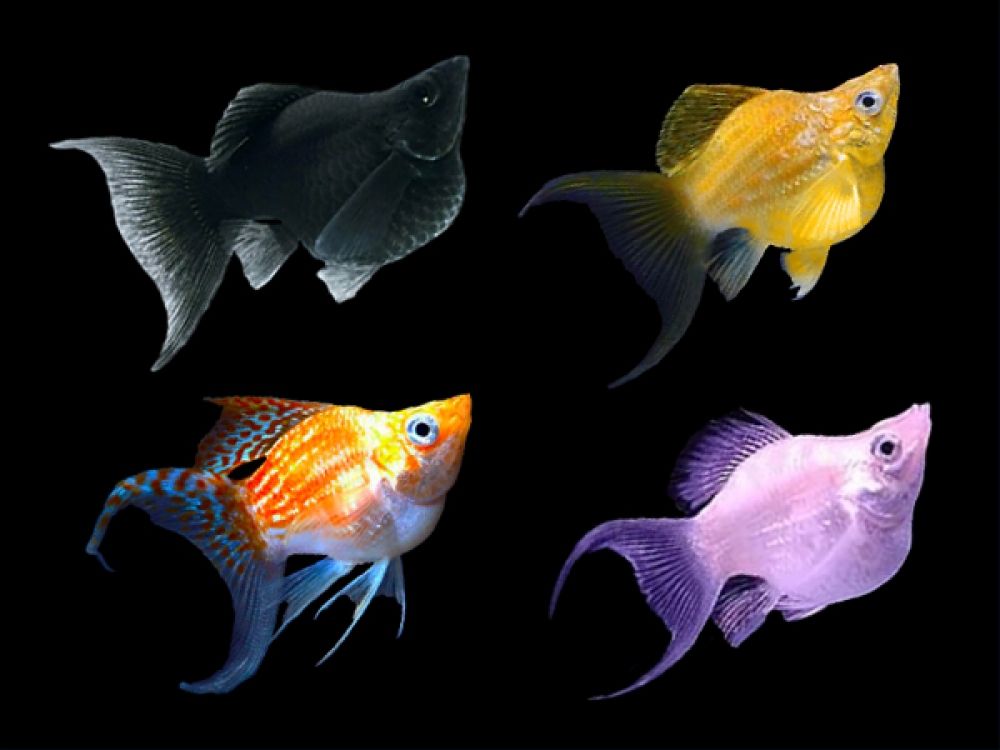 Live Balloon Molly Lyretail (Poecilia sphenops) - 5 PACK