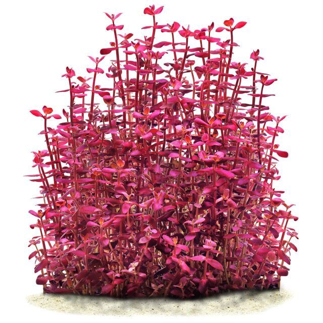 BACOPA SALZMANNII SP ARAGUAIA (BACOPA ARAGUAIA)