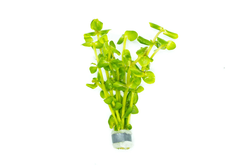 BACOPA SALZMANNII SP ARAGUAIA (BACOPA ARAGUAIA)