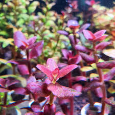 BACOPA SALZMANNII SP ARAGUAIA (BACOPA ARAGUAIA)