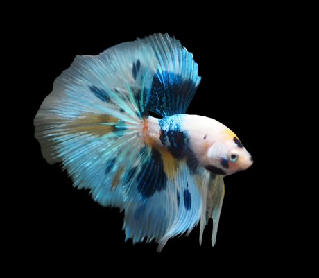 Bi-color Marble Over Halfmoon Rosetail Halfmoon male betta
blue and yellow