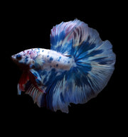 Bi-color Marble Over Halfmoon Rosetail Halfmoon male betta
blue and pink