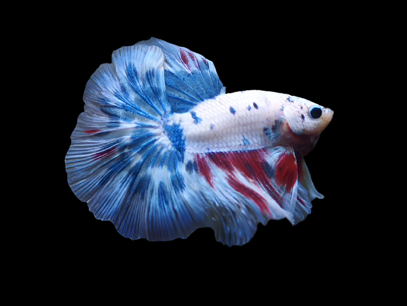 Bi-color Marble Over Halfmoon Rosetail Halfmoon male betta
candy - blue and red