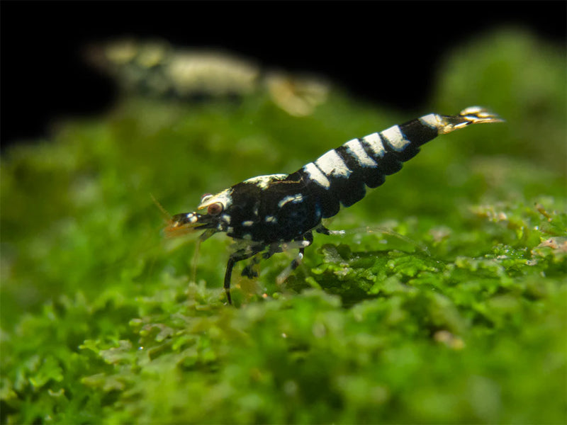 Live Freshwater Aquarium Shrimp Black Galaxy Pinto (Caridina)