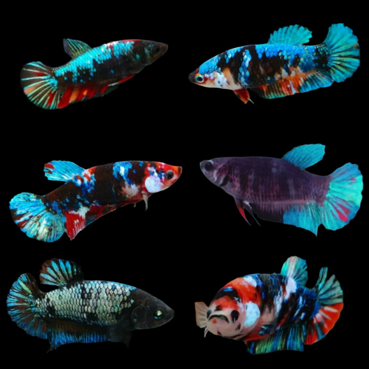 Black Galaxy Koi Plakat Female Betta